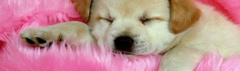 barkpup